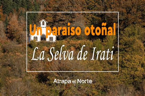 La Guía Definitiva para visitar La Selva de Irati –。